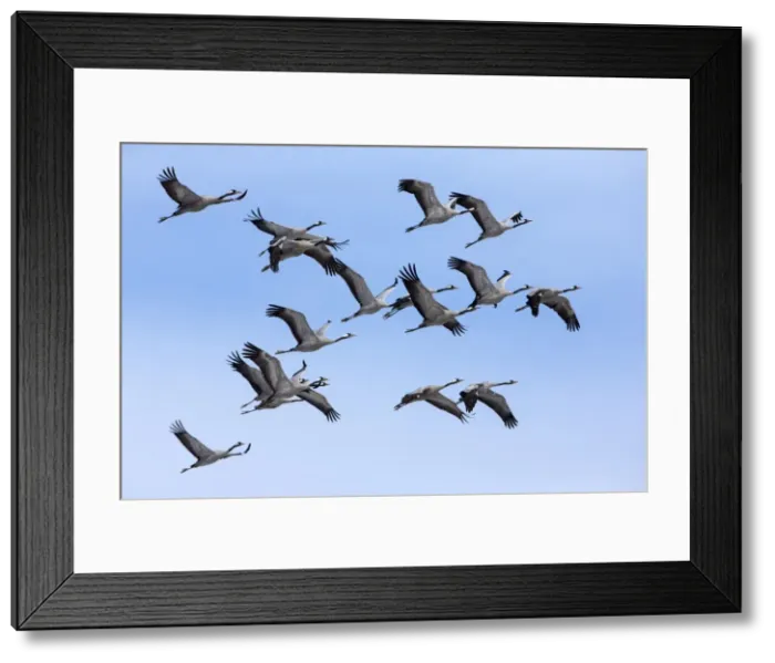 Framed Print : Picture No. 10901087 Framed Print : Picture No. 10901087