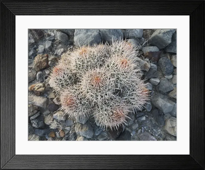 Framed Print : Picture No. 10897085 Framed Print : Picture No. 10897085
