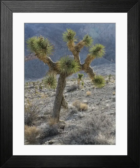Framed Print : Picture No. 10897087 Framed Print : Picture No. 10897087