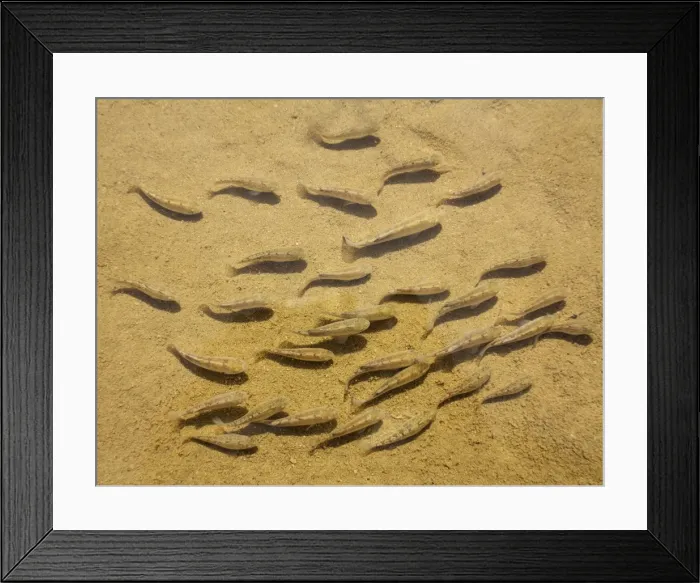 Framed Print : Picture No. 10897089