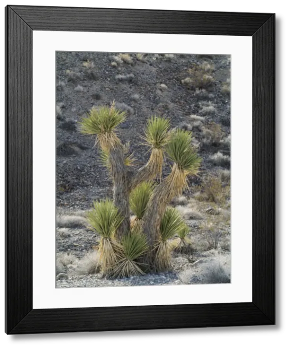 Framed Print : Picture No. 10897086 Framed Print : Picture No. 10897086