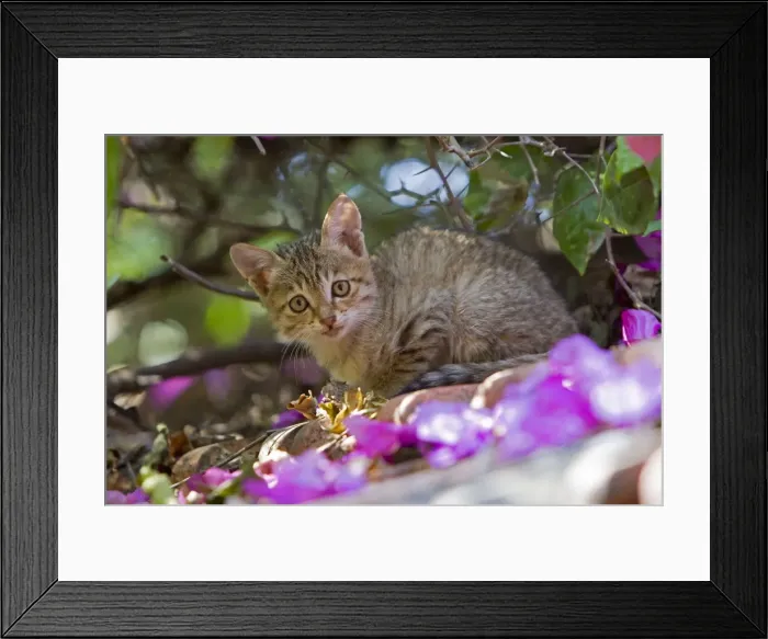 Framed Print : Picture No. 10897112 Framed Print : Picture No. 10897112