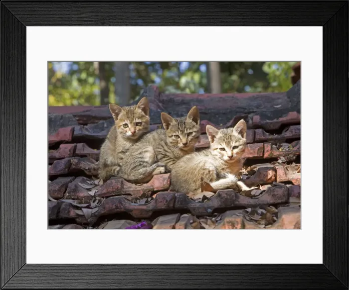 Framed Print : Picture No. 10897114 Framed Print : Picture No. 10897114