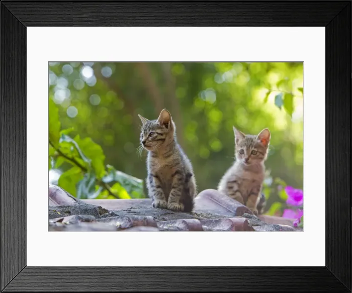 Framed Print : Picture No. 10897113 Framed Print : Picture No. 10897113