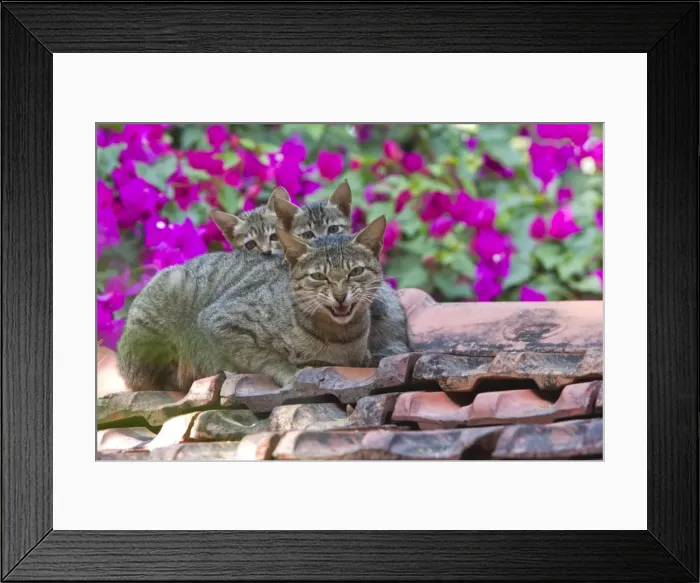 Framed Print : Picture No. 10897111 Framed Print : Picture No. 10897111