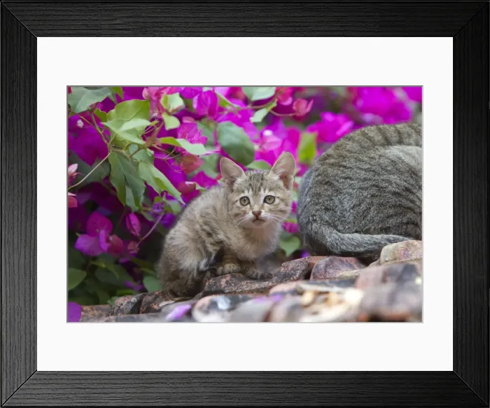 Framed Print : Picture No. 10897116 Framed Print : Picture No. 10897116