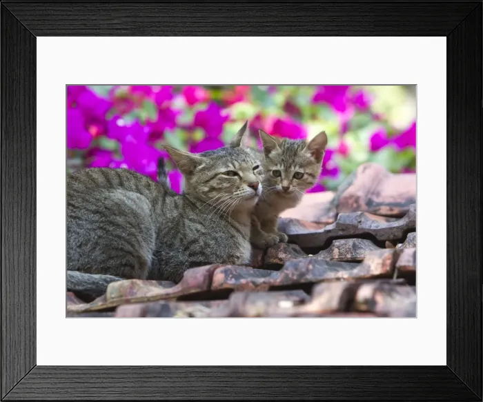 Framed Print : Picture No. 10897117