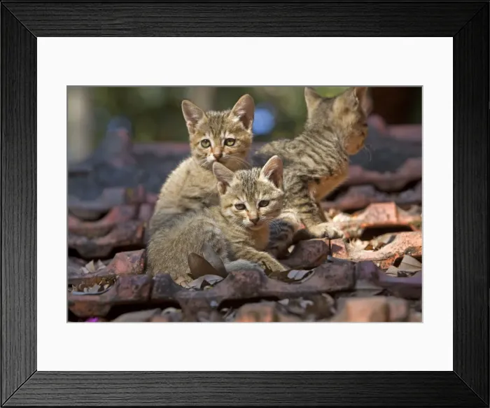 Framed Print : Picture No. 10897118 Framed Print : Picture No. 10897118