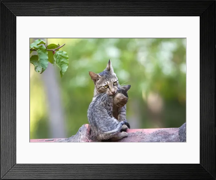 Framed Print : Picture No. 10897120 Framed Print : Picture No. 10897120