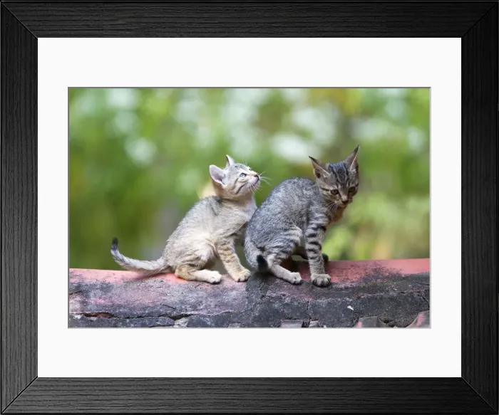 Framed Print : Picture No. 10897121 Framed Print : Picture No. 10897121