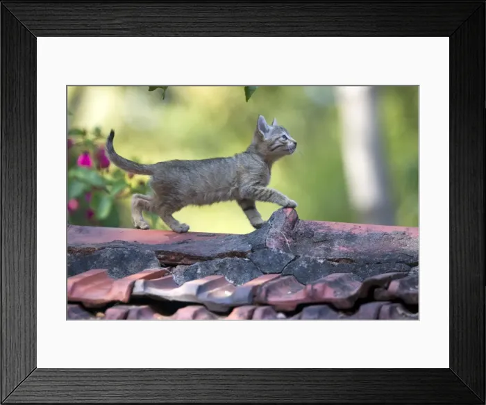 Framed Print : Picture No. 10897124 Framed Print : Picture No. 10897124