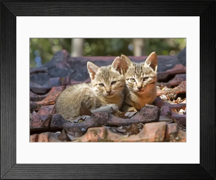Framed Print : Picture No. 10897115 Framed Print : Picture No. 10897115