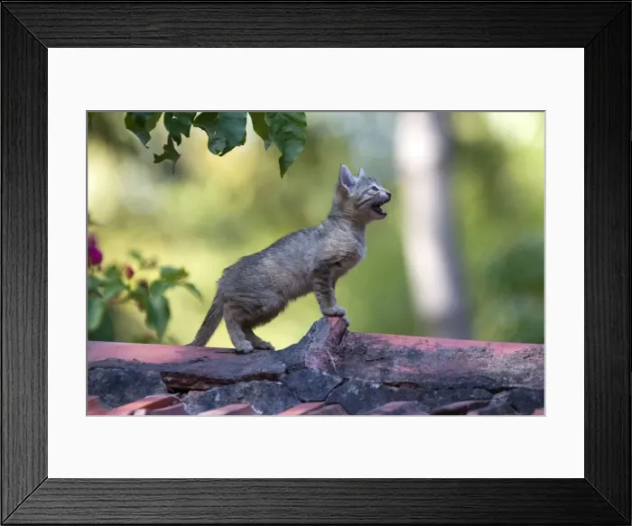 Framed Print : Picture No. 10897125