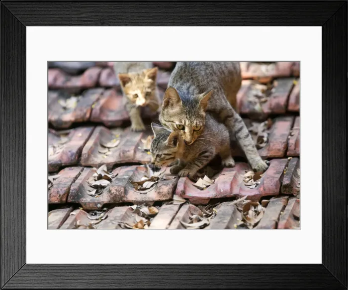 Framed Print : Picture No. 10897123