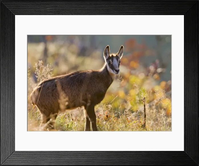 Framed Print : Picture No. 10897126 Framed Print : Picture No. 10897126
