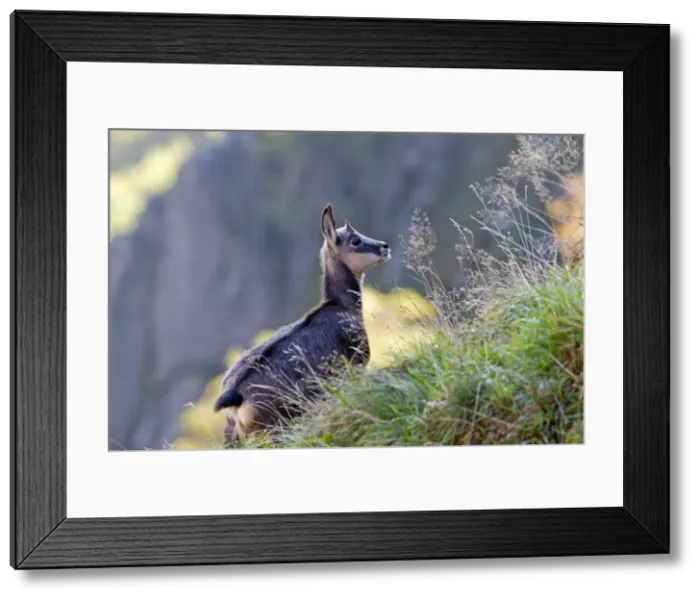 Framed Print : Picture No. 10897128 Framed Print : Picture No. 10897128