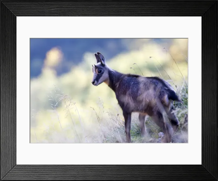 Framed Print : Picture No. 10897127 Framed Print : Picture No. 10897127