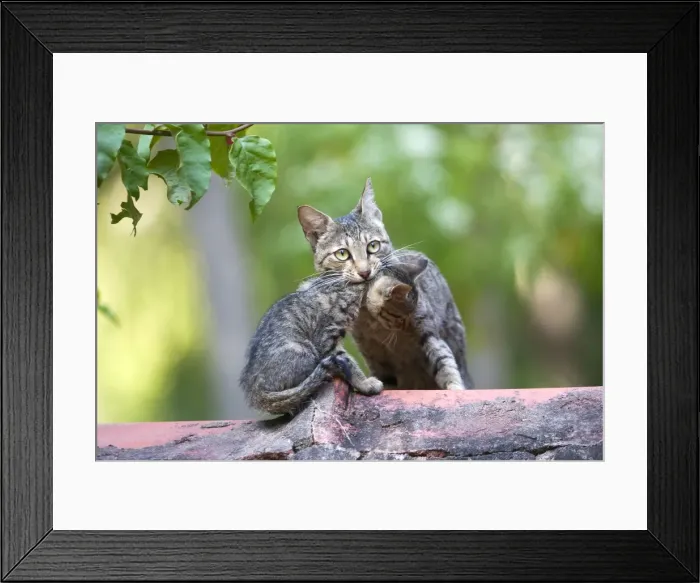 Framed Print : Picture No. 10897119 Framed Print : Picture No. 10897119