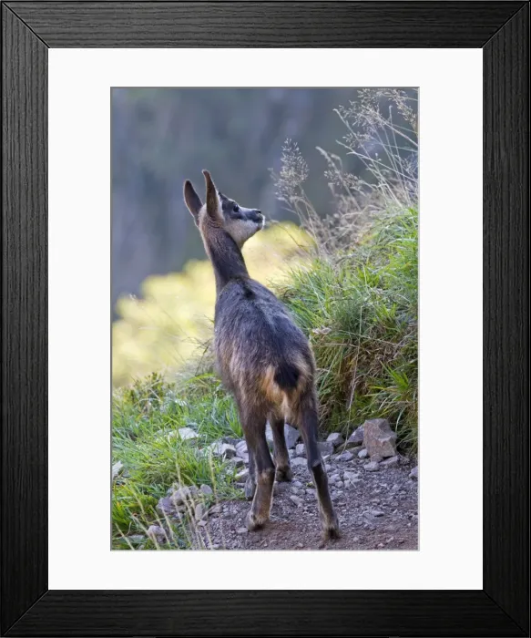 Framed Print : Picture No. 10897129 Framed Print : Picture No. 10897129