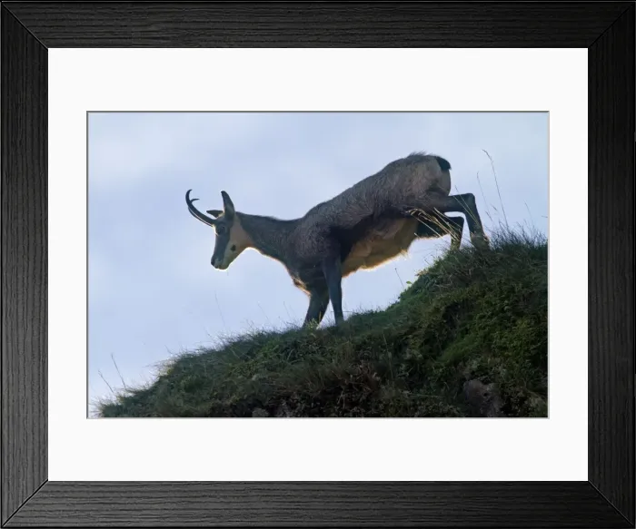 Framed Print : Picture No. 10897131 Framed Print : Picture No. 10897131