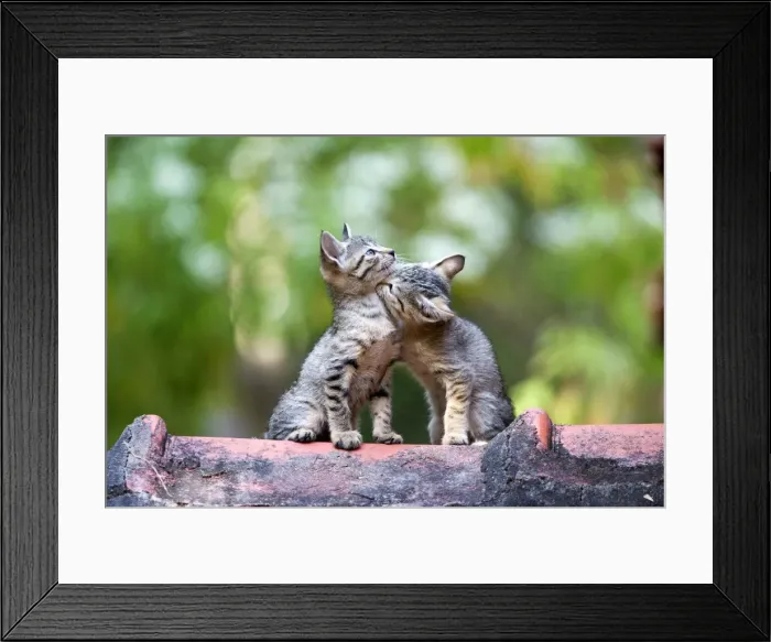 Framed Print : Picture No. 10897122 Framed Print : Picture No. 10897122
