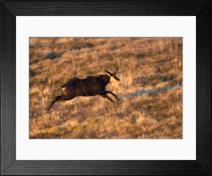 Framed Print : Picture No. 10897134 Framed Print : Picture No. 10897134