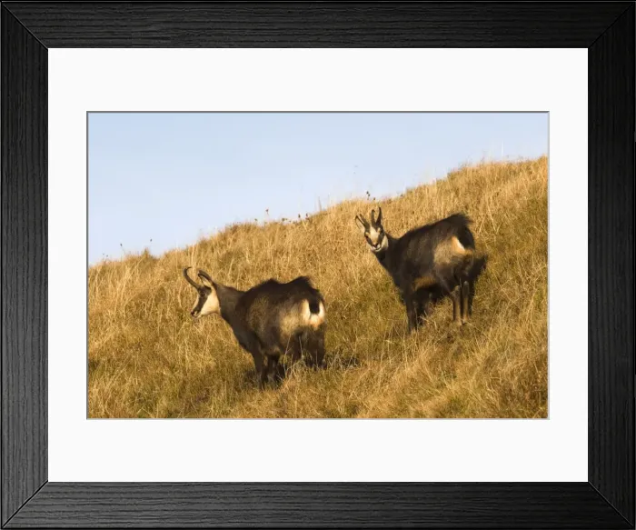 Framed Print : Picture No. 10897137 Framed Print : Picture No. 10897137