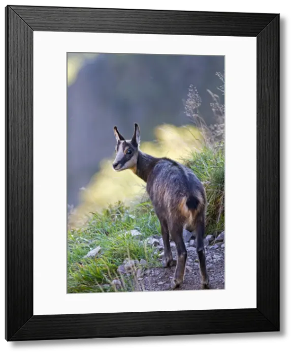 Framed Print : Picture No. 10897130 Framed Print : Picture No. 10897130