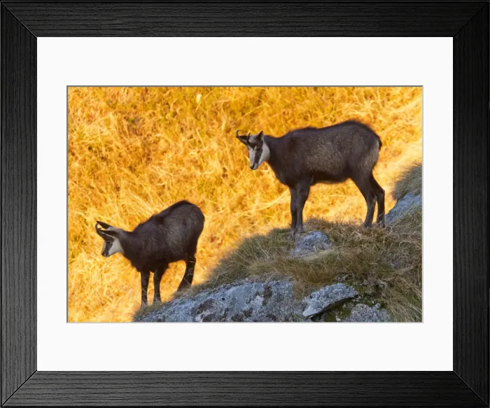 Framed Print : Picture No. 10897138 Framed Print : Picture No. 10897138