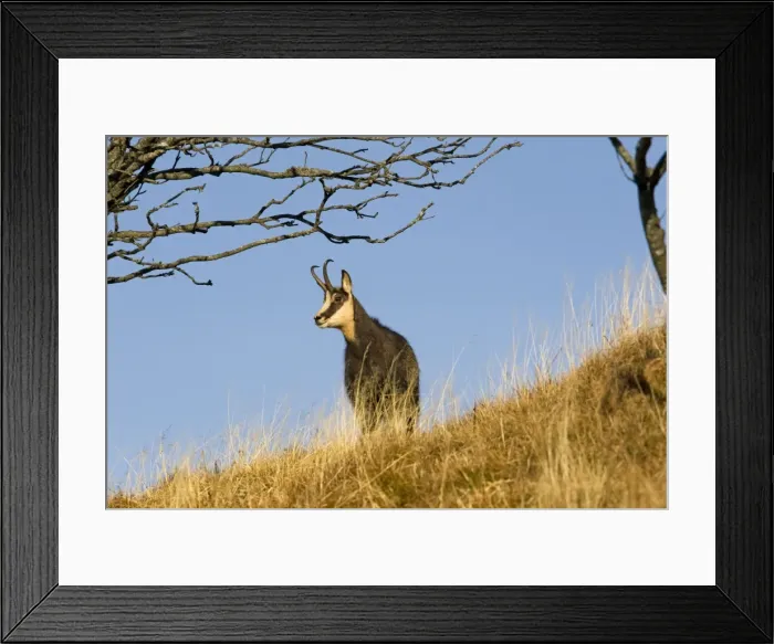 Framed Print : Picture No. 10897135 Framed Print : Picture No. 10897135