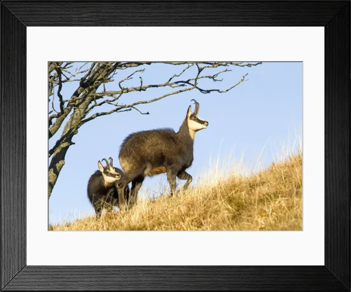 Framed Print : Picture No. 10897136 Framed Print : Picture No. 10897136