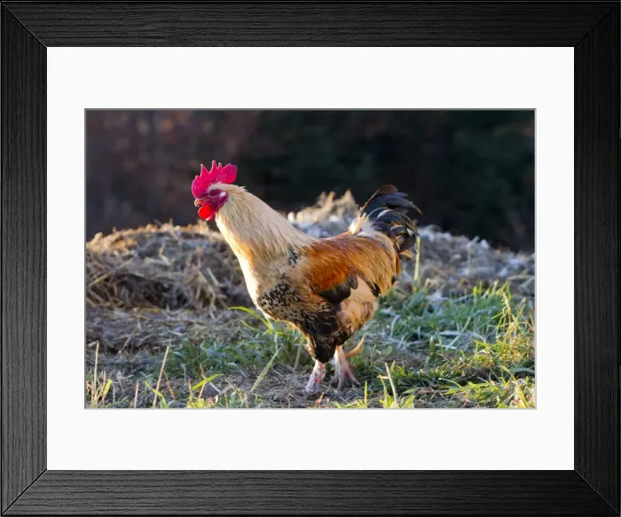 Framed Print : Picture No. 10897141 Framed Print : Picture No. 10897141