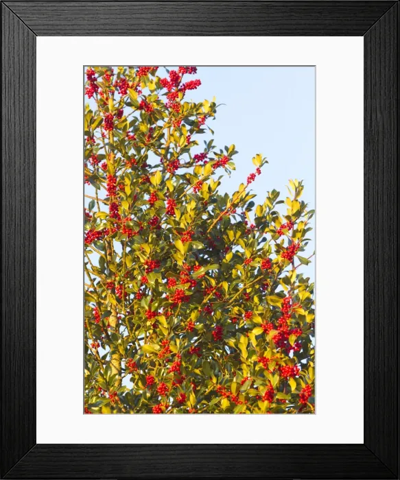 Framed Print : Picture No. 10897142 Framed Print : Picture No. 10897142