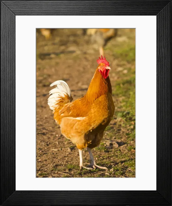 Framed Print : Picture No. 10897140 Framed Print : Picture No. 10897140