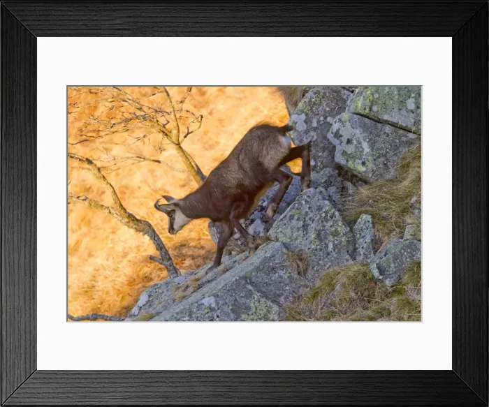 Framed Print : Picture No. 10897139 Framed Print : Picture No. 10897139