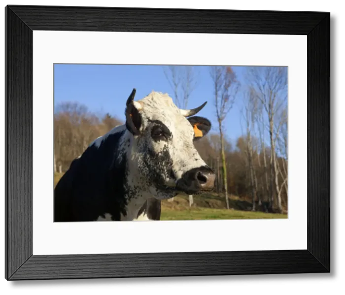 Framed Print : Picture No. 10897144 Framed Print : Picture No. 10897144