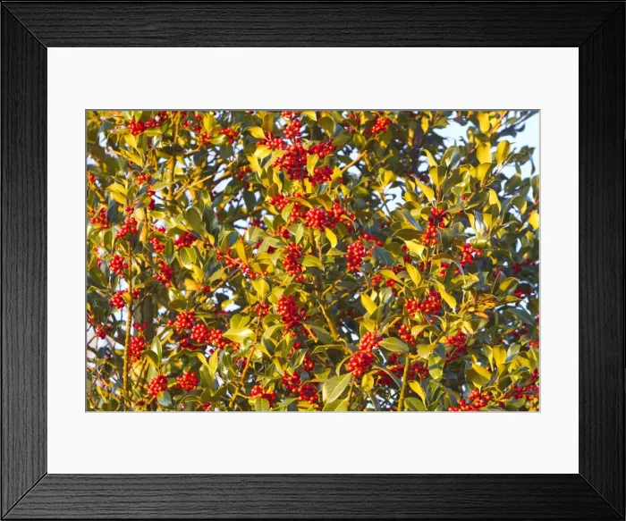 Framed Print : Picture No. 10897143 Framed Print : Picture No. 10897143