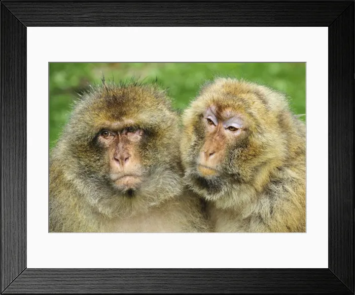 Framed Print : Picture No. 10909464 Framed Print : Picture No. 10909464