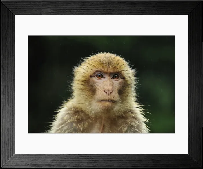 Framed Print : Picture No. 10909468
