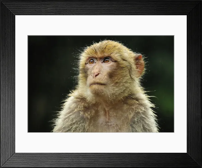 Framed Print : Picture No. 10909469 Framed Print : Picture No. 10909469