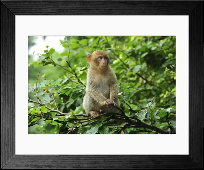 Framed Print : Picture No. 10909470 Framed Print : Picture No. 10909470