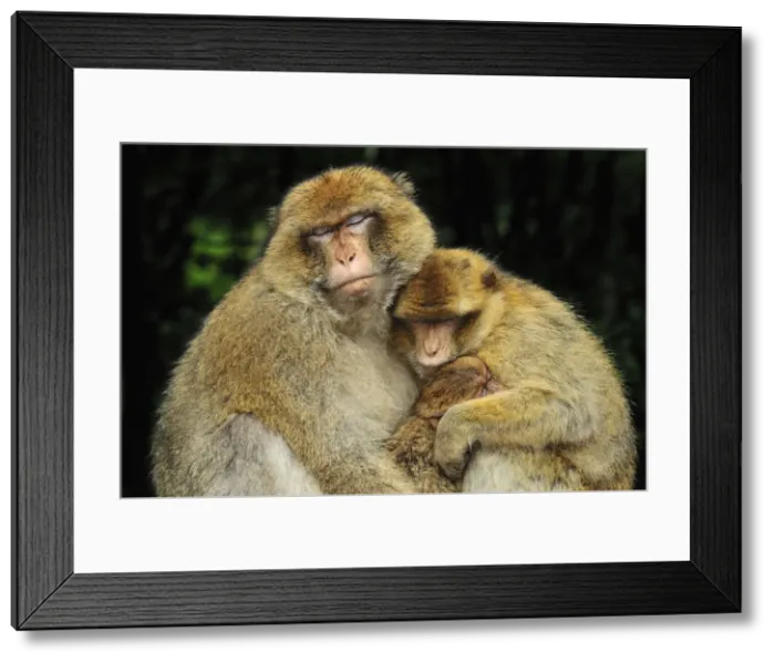 Framed Print : Picture No. 10909475 Framed Print : Picture No. 10909475