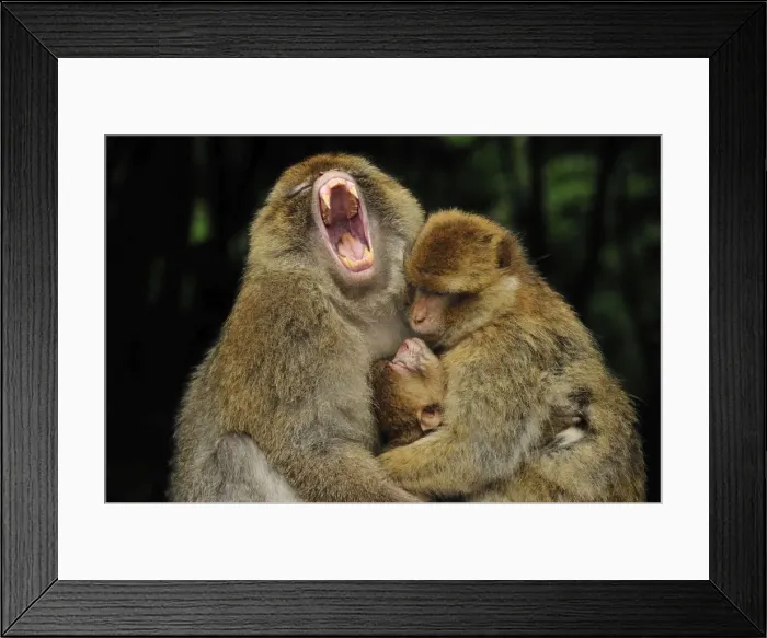 Framed Print : Picture No. 10909472 Framed Print : Picture No. 10909472