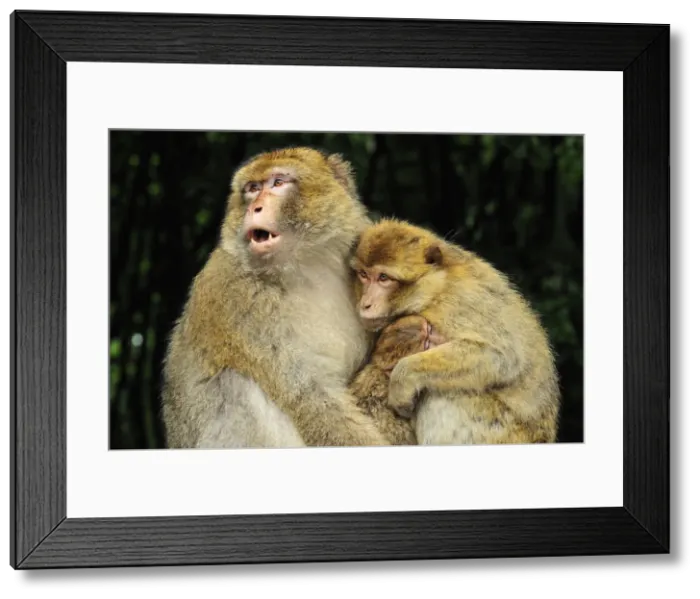 Framed Print : Picture No. 10909476 Framed Print : Picture No. 10909476