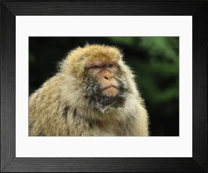Framed Print : Picture No. 10909478 Framed Print : Picture No. 10909478