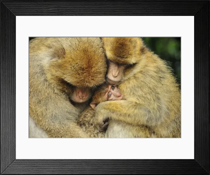 Framed Print : Picture No. 10909473 Framed Print : Picture No. 10909473