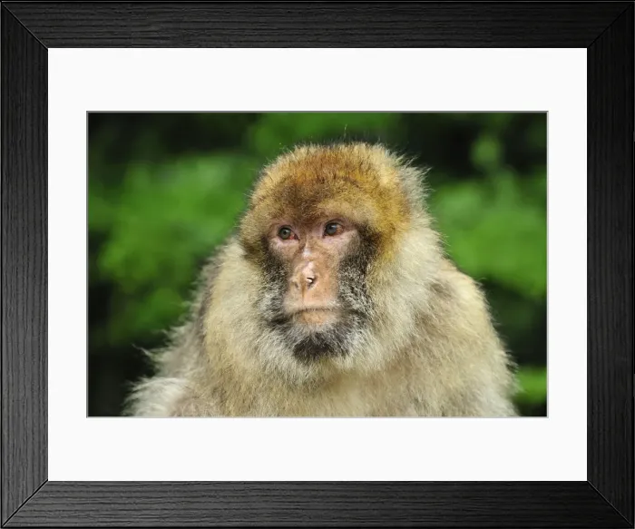 Framed Print : Picture No. 10909477 Framed Print : Picture No. 10909477