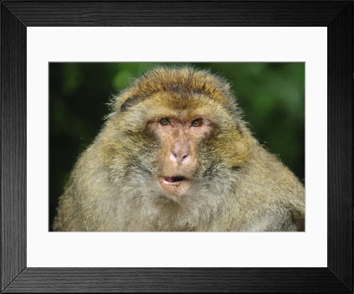 Framed Print : Picture No. 10909480 Framed Print : Picture No. 10909480
