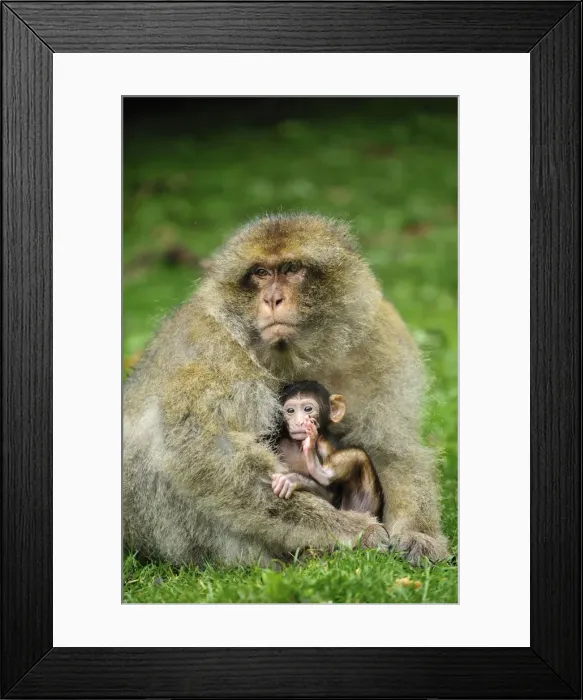 Framed Print : Picture No. 10909481 Framed Print : Picture No. 10909481
