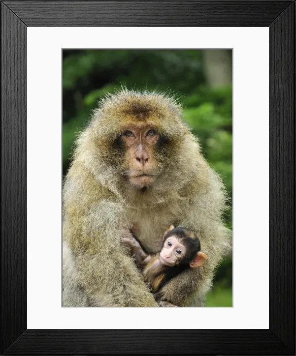 Framed Print : Picture No. 10909486 Framed Print : Picture No. 10909486